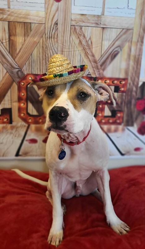 Picture of the Animal Listed